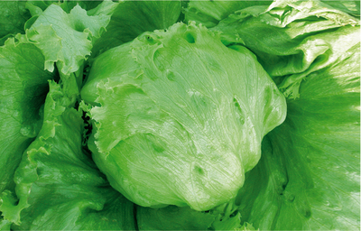 结球生菜