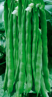 架豆王