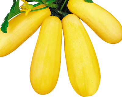 九园金丰68（升级版）