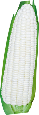 金糯2001