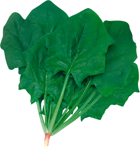 大叶菠菜