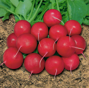 红樱桃萝卜