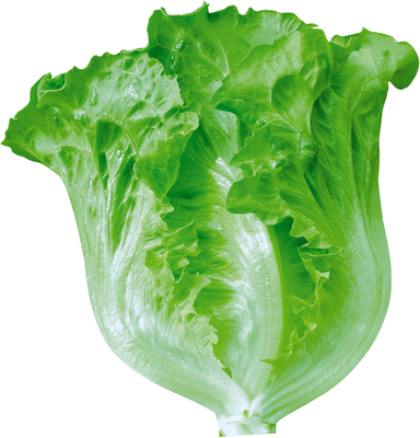 罗马生菜